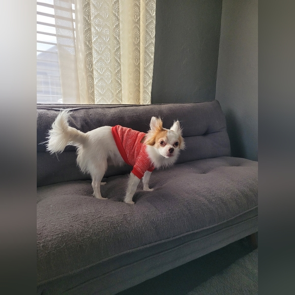 Dog Sweats - Picture 6 of 6